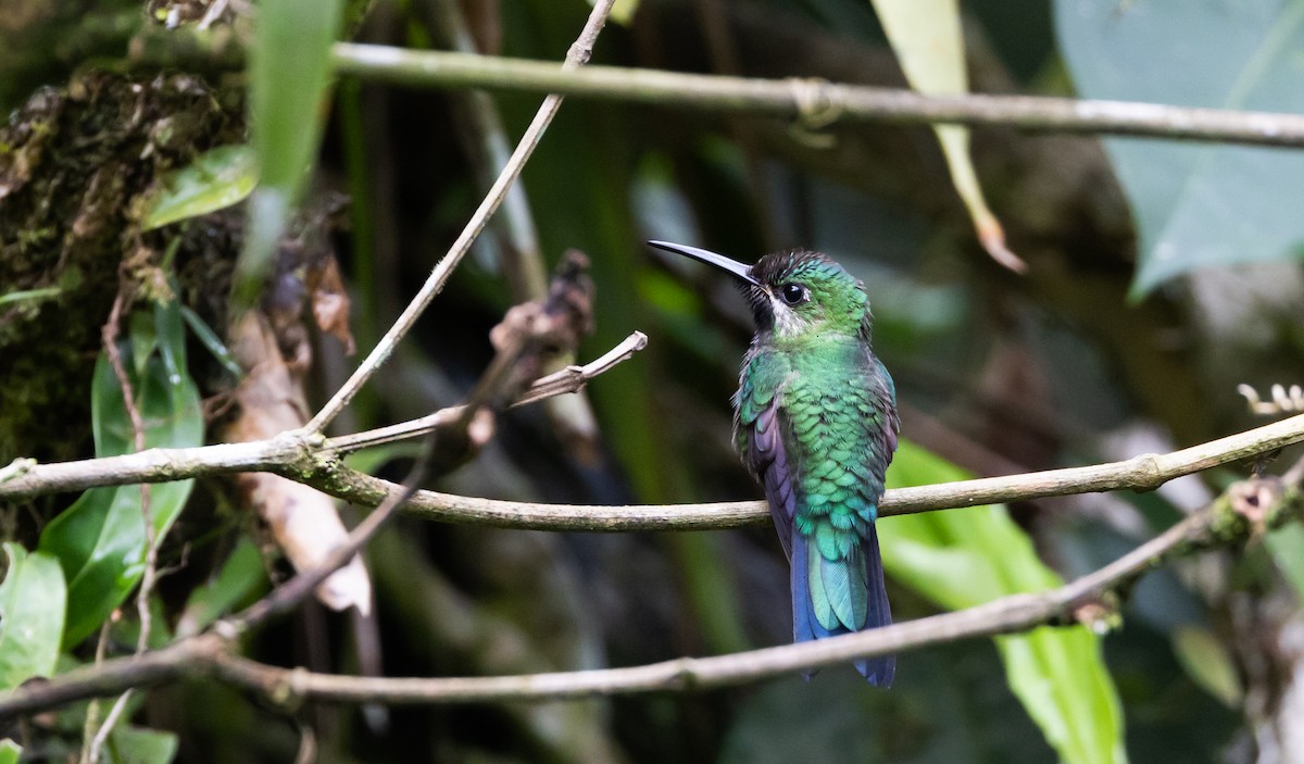 kolibřík zelenoprsý (ssp. schreibersii) - ML615113351