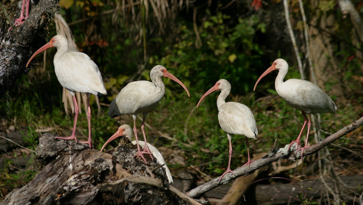 ibis bílý - ML615113358
