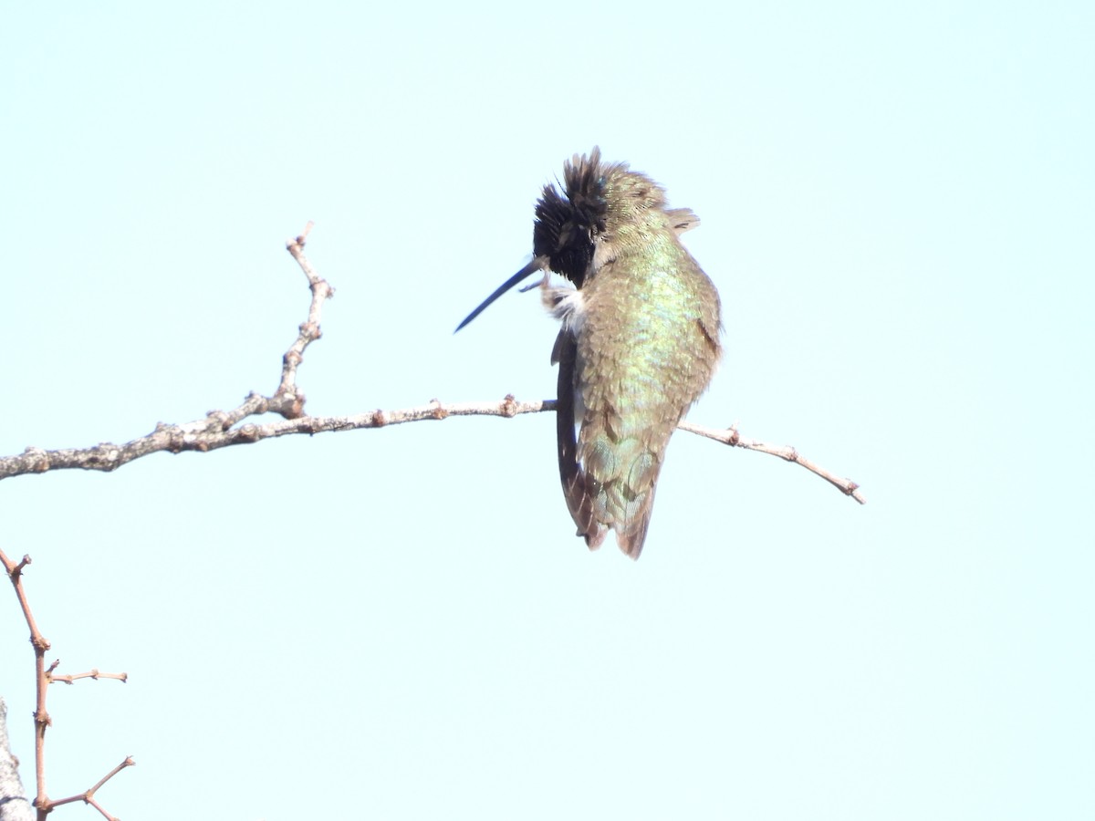 Anna's Hummingbird - Susan Benedict