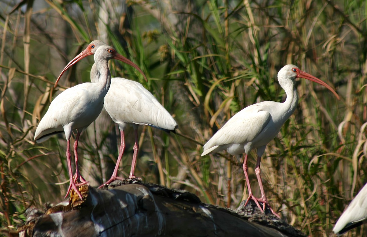 ibis bílý - ML615113360