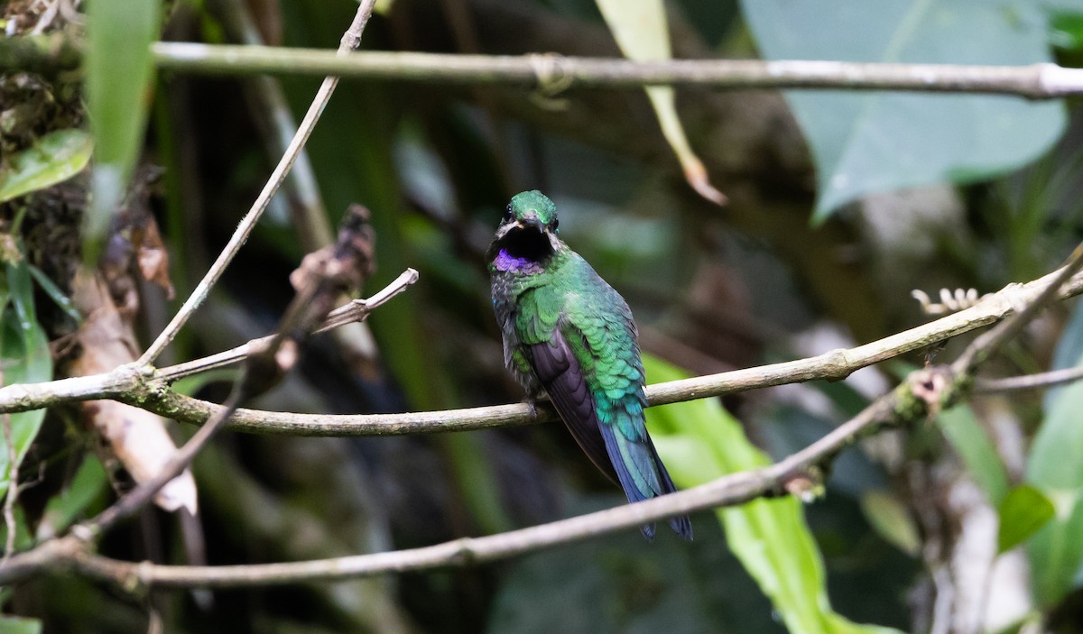 kolibřík zelenoprsý (ssp. schreibersii) - ML615113363