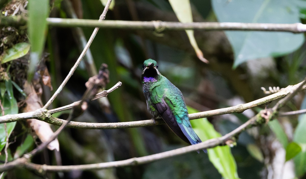 kolibřík zelenoprsý (ssp. schreibersii) - ML615113366