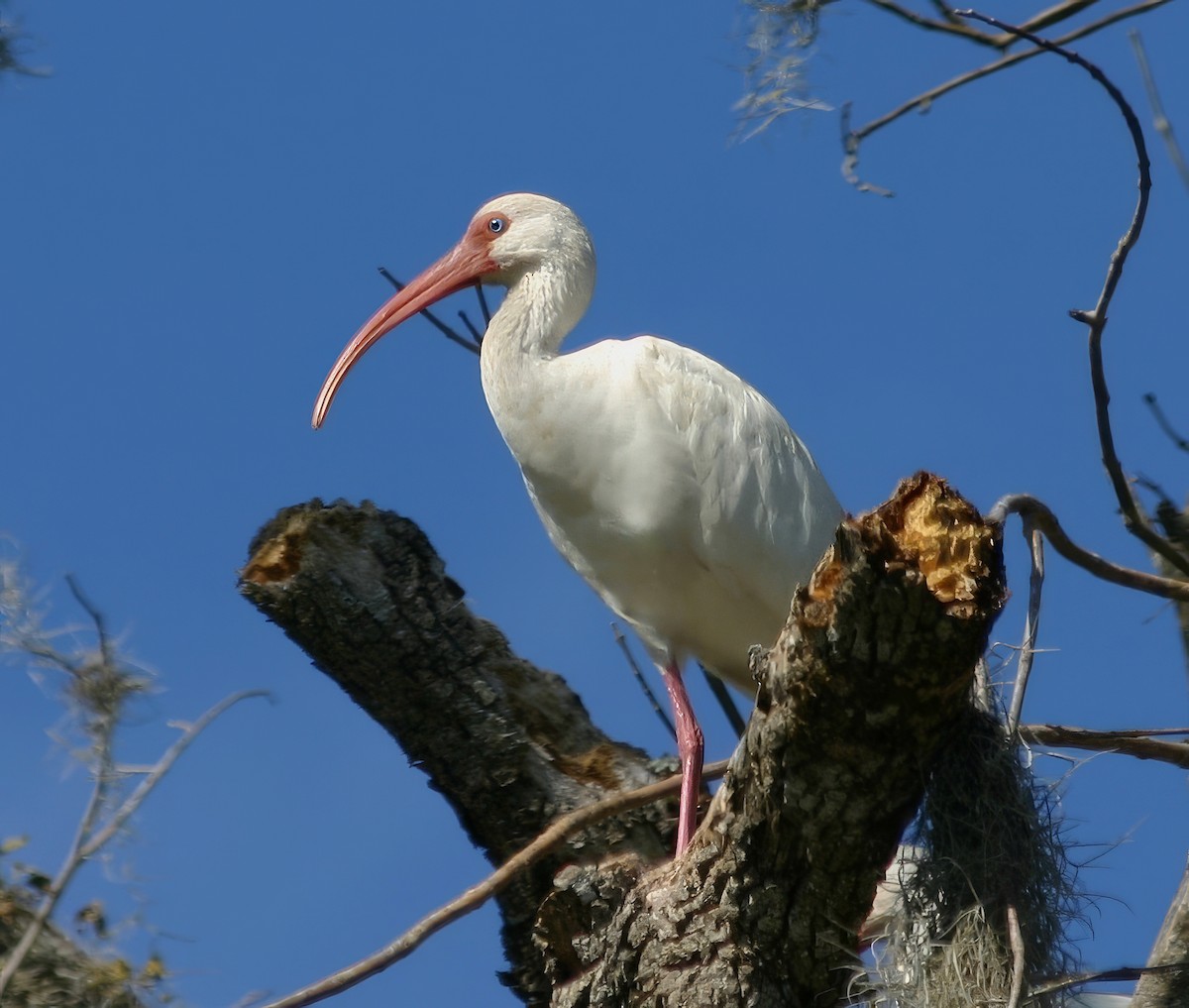 Ibis blanc - ML615113370