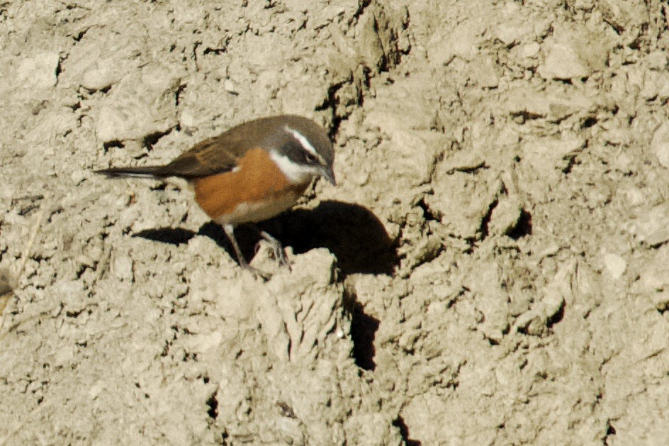 ボリビアマユシトド - ML615113371