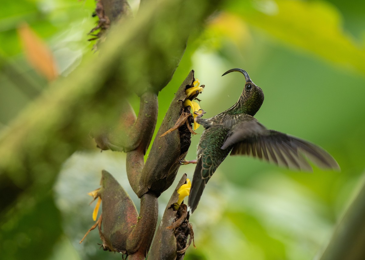 kolibřík orlozobec - ML615113387