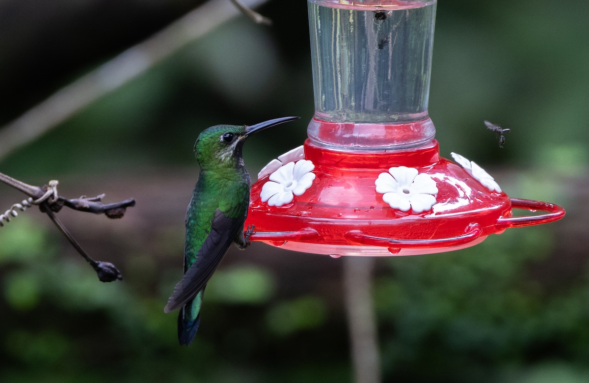 kolibřík zelenoprsý (ssp. schreibersii) - ML615113394