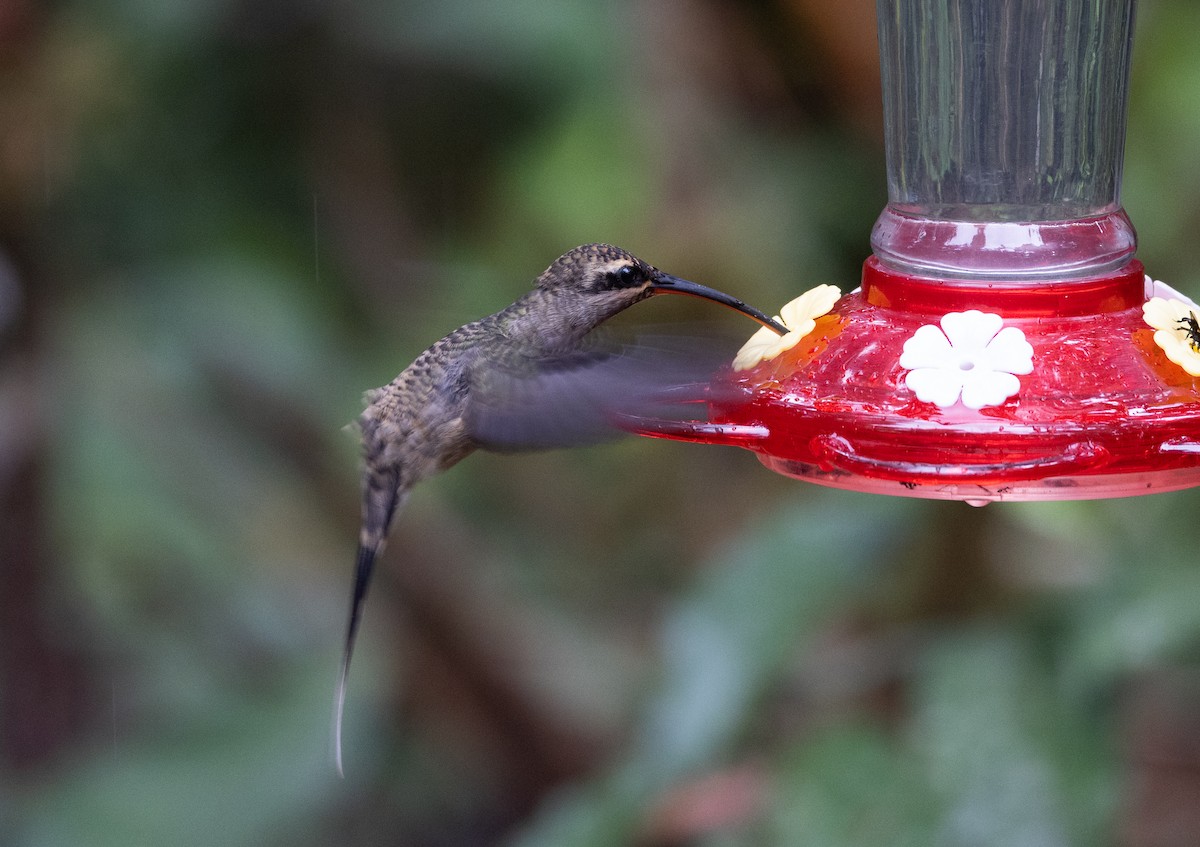 Great-billed Hermit - ML615113406