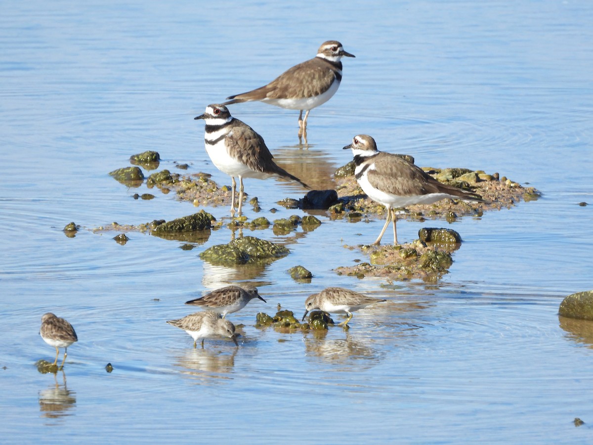 Killdeer - Susan Benedict