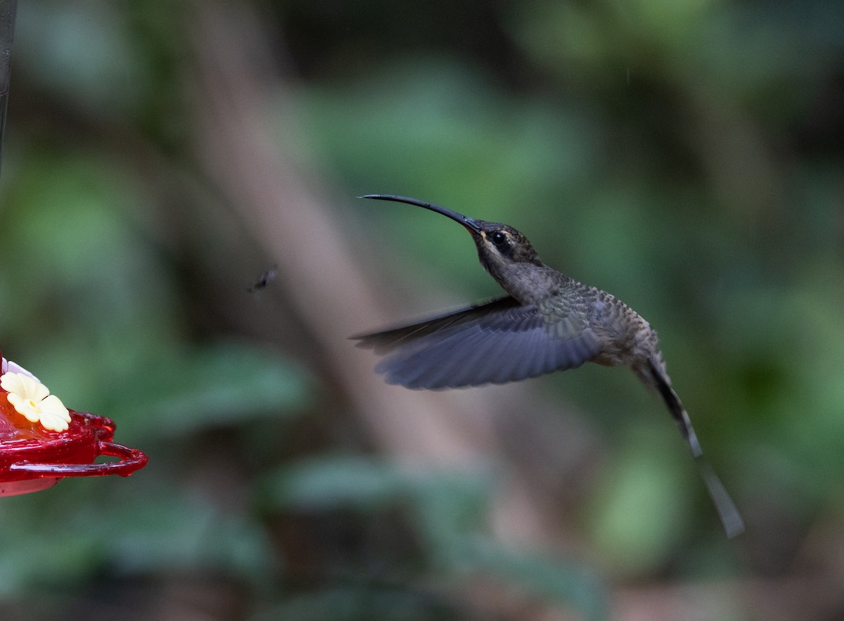 Great-billed Hermit - ML615113412