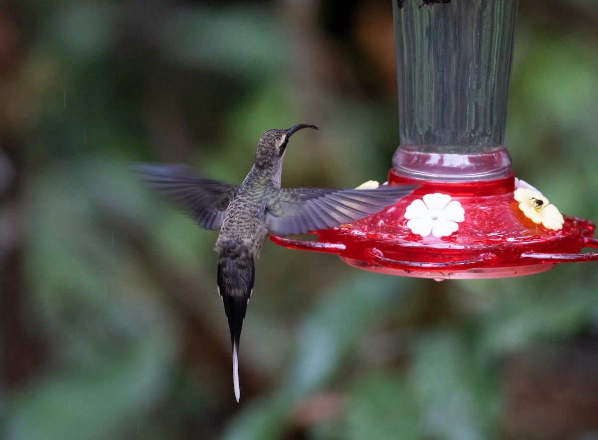 Great-billed Hermit - ML615113413