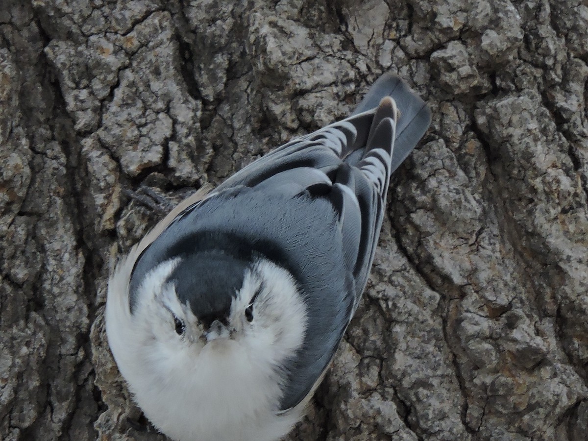 White-breasted Nuthatch - ML615113432