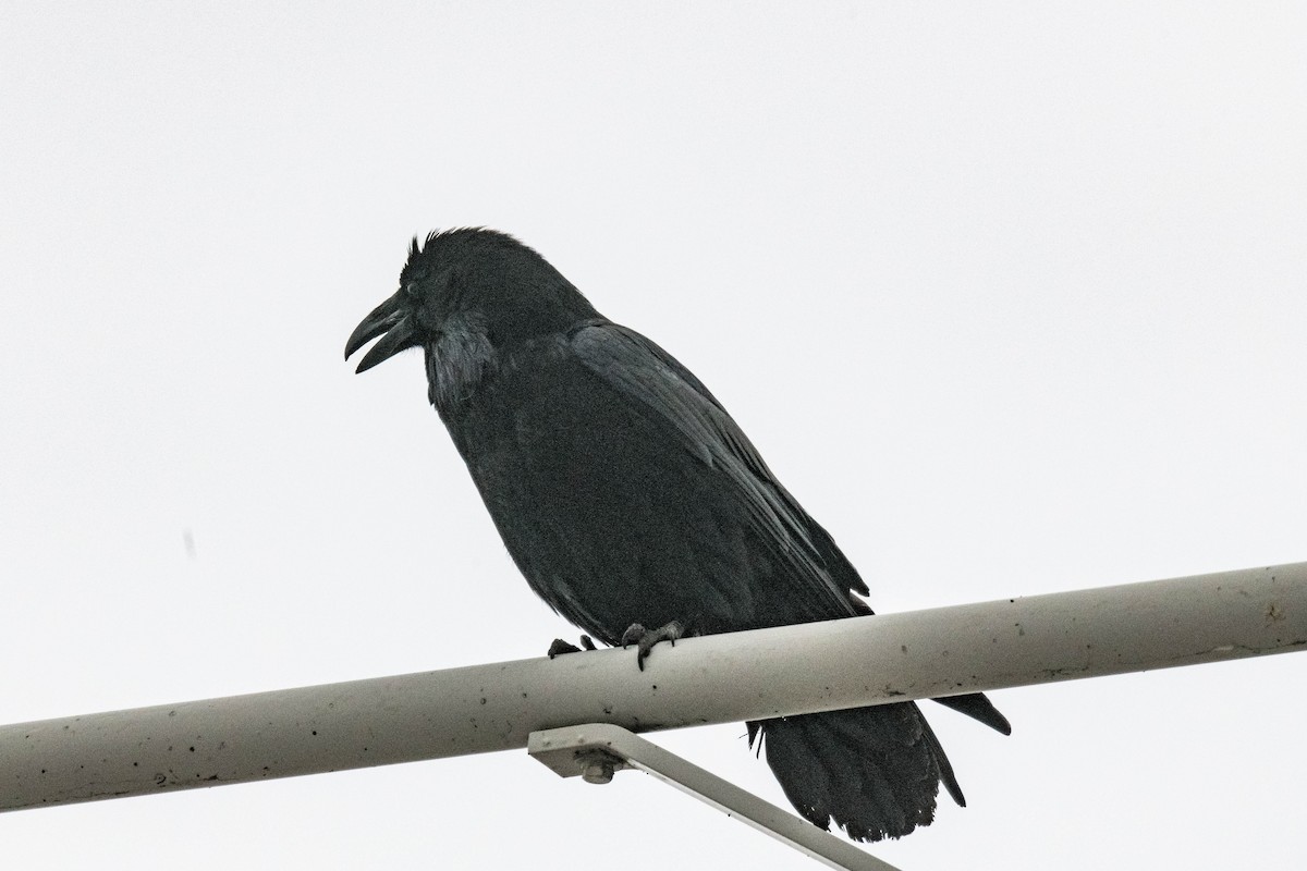 Common Raven - ML615113459