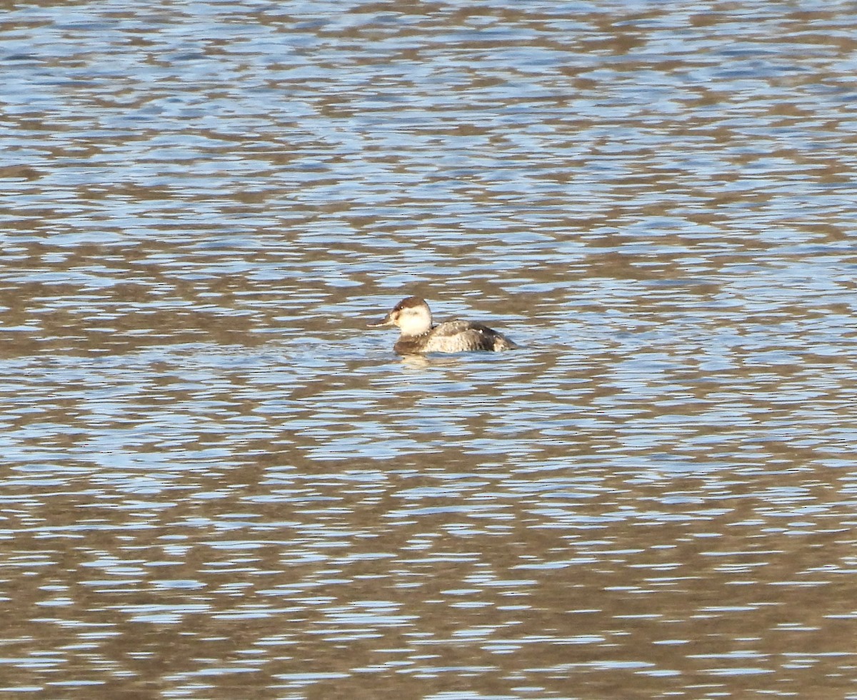 Ruddy Duck - Elizabeth Stone