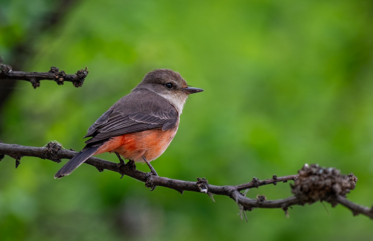 Vermilion Flycatcher - ML615113507