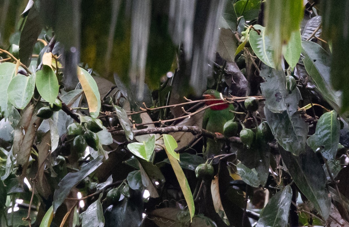 Cotinga à gorge rouge - ML615113579