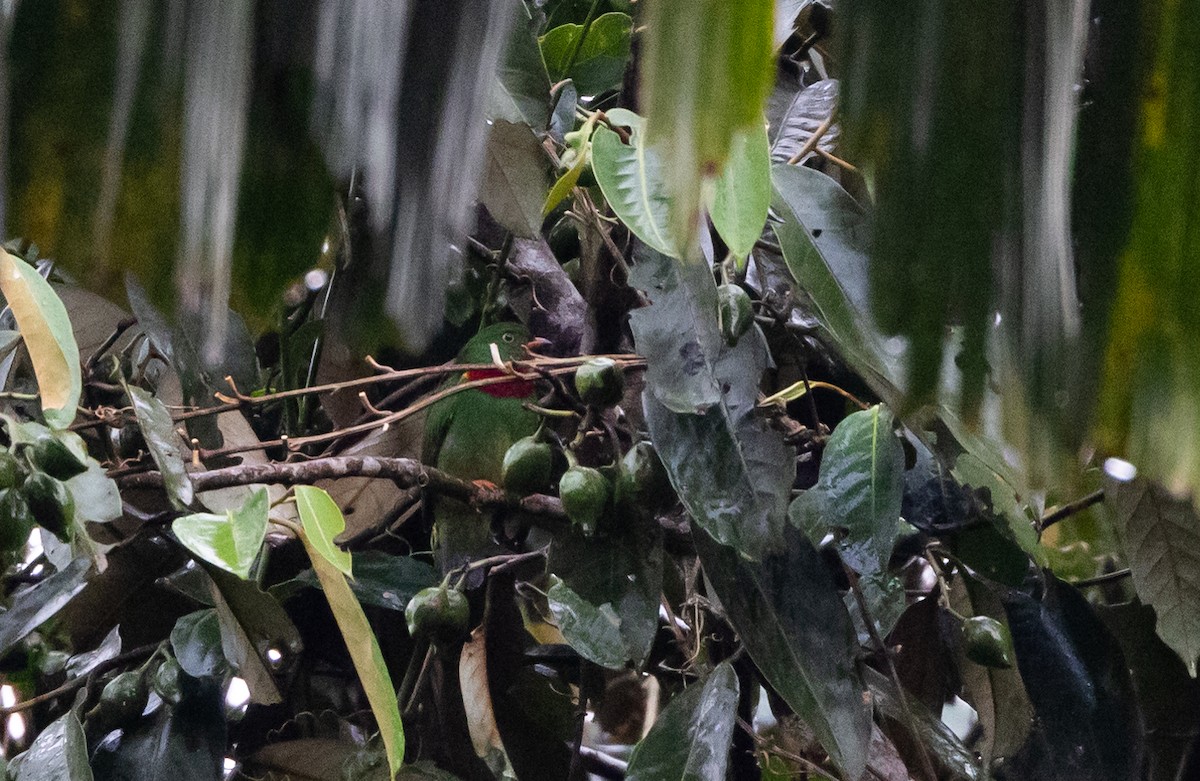 Cotinga à gorge rouge - ML615113581