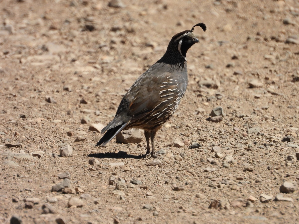 California Quail - ML615113644