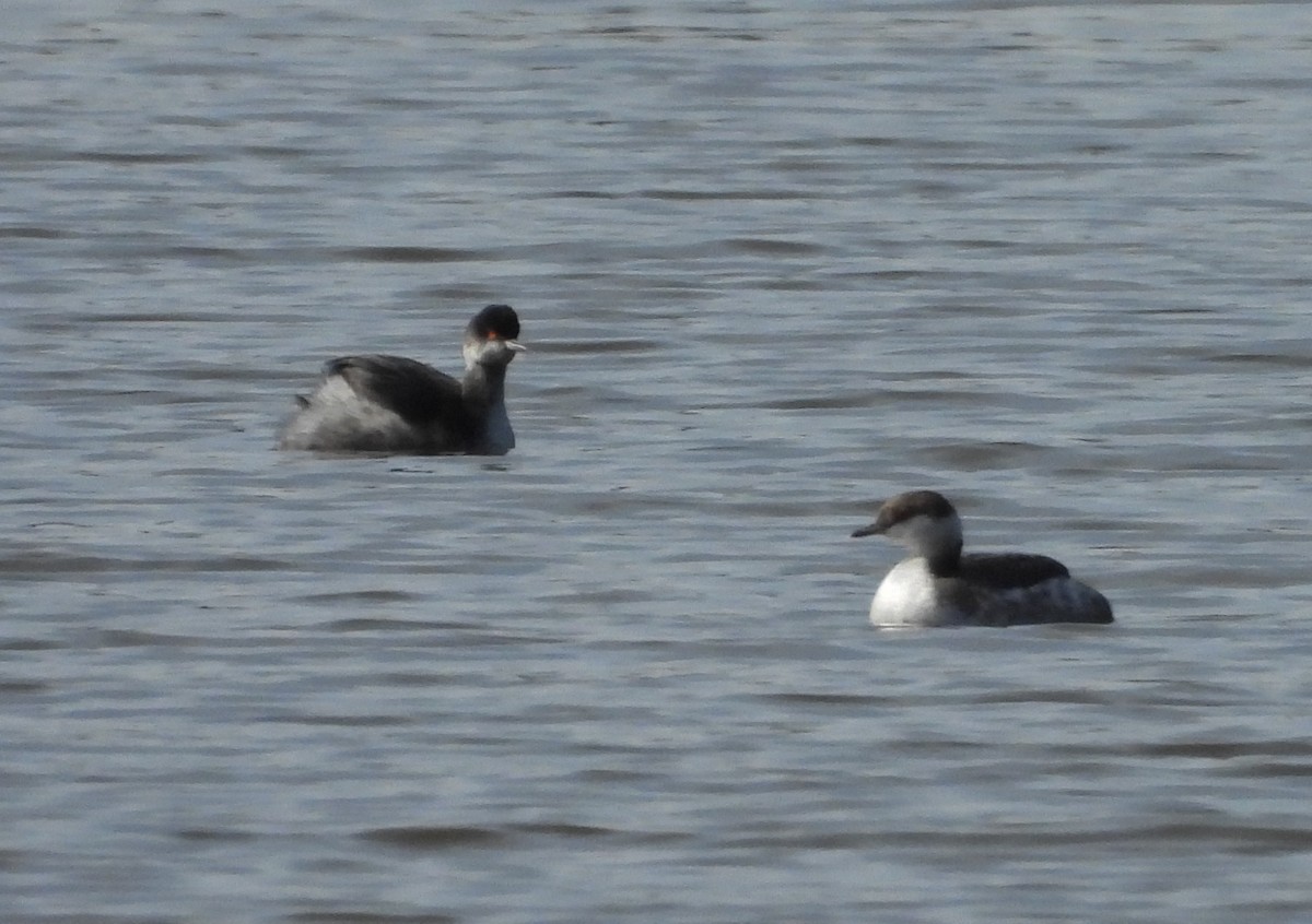 Eared Grebe - ML615113646