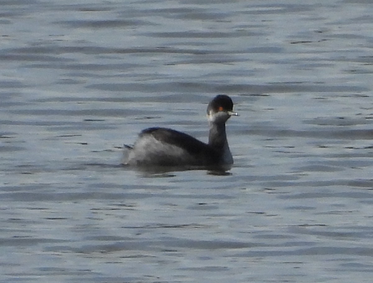 Eared Grebe - ML615113649