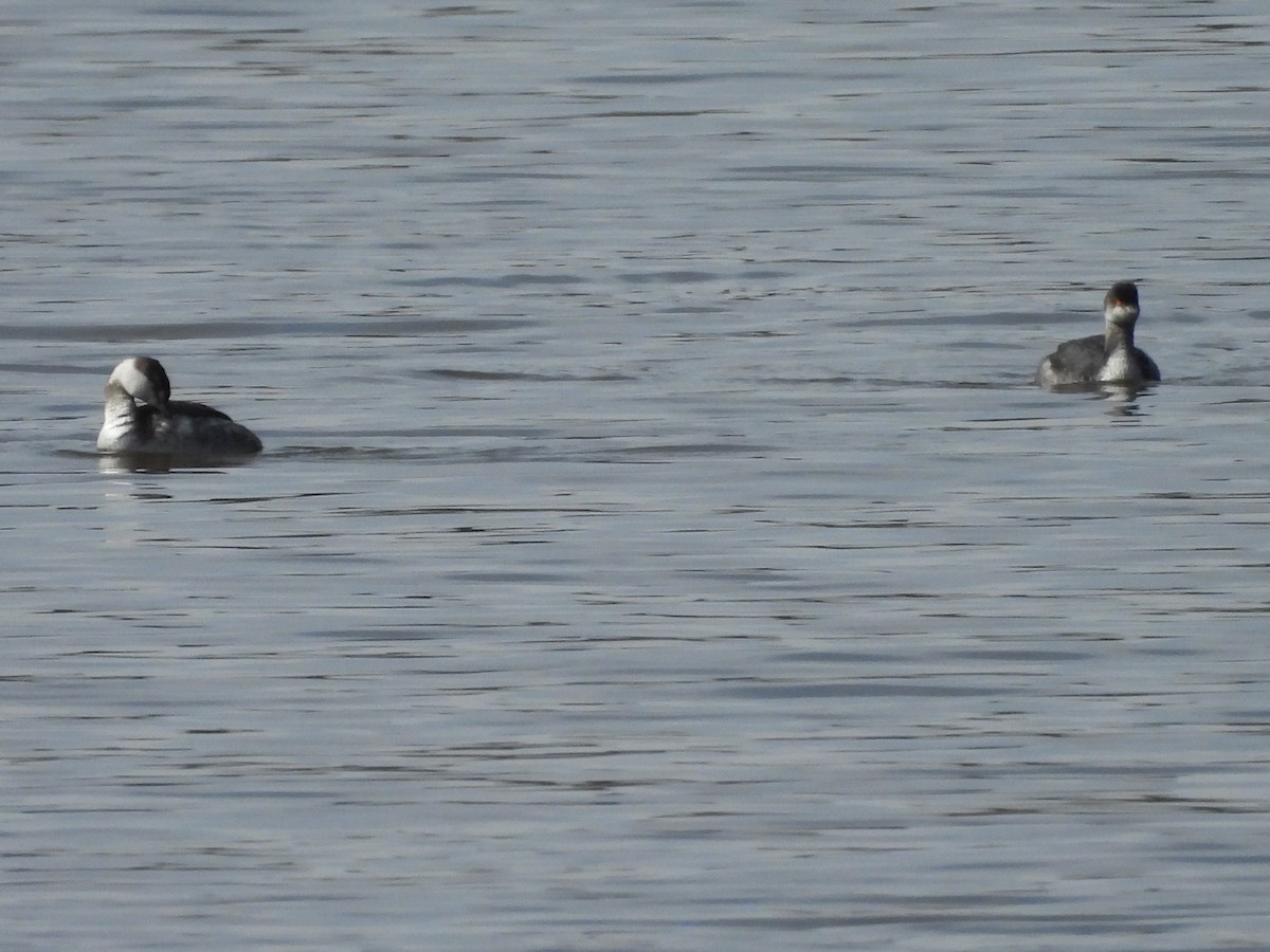 Eared Grebe - ML615113650
