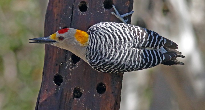 Golden-fronted Woodpecker - ML615113677