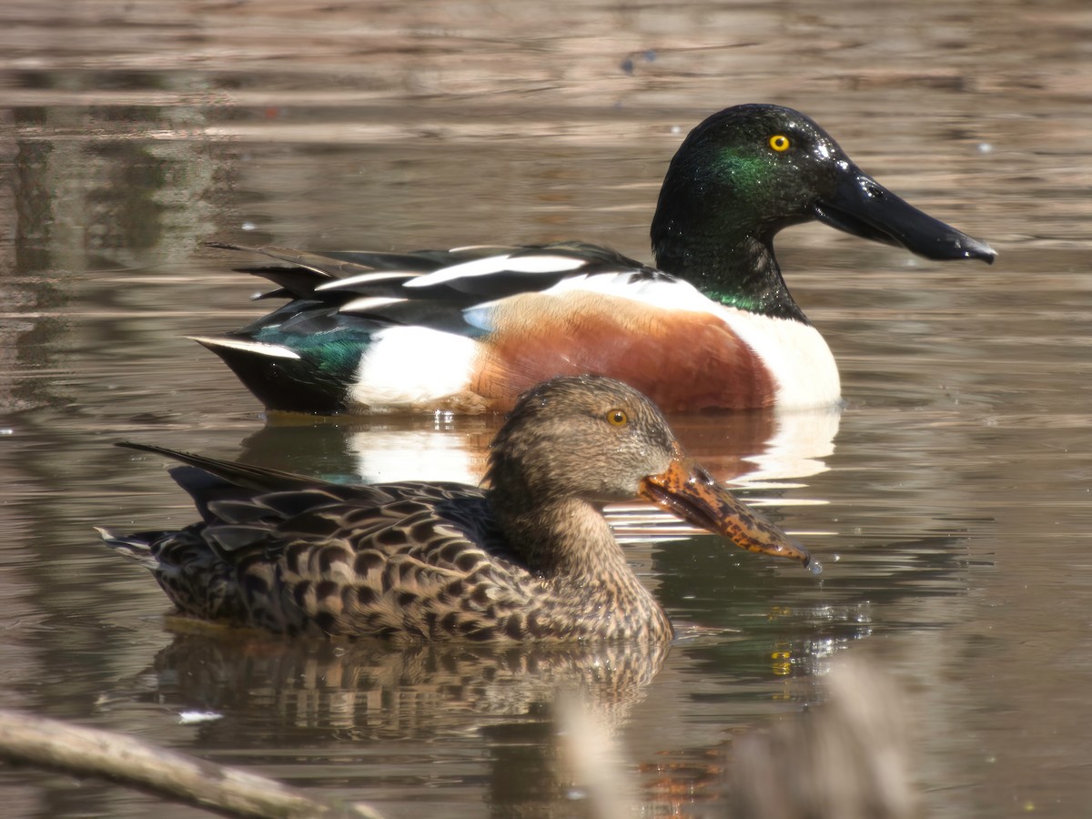 Northern Shoveler - ML615113724