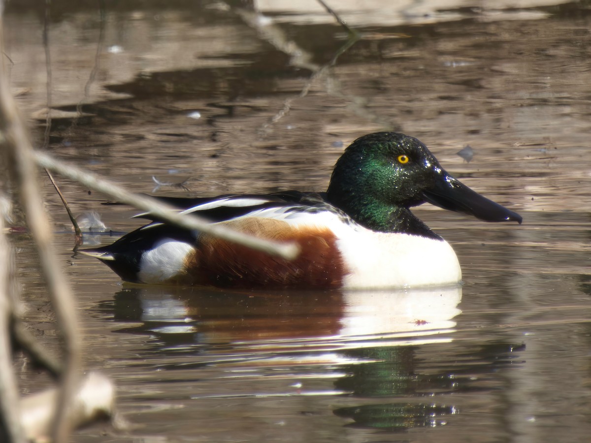 Northern Shoveler - ML615113725