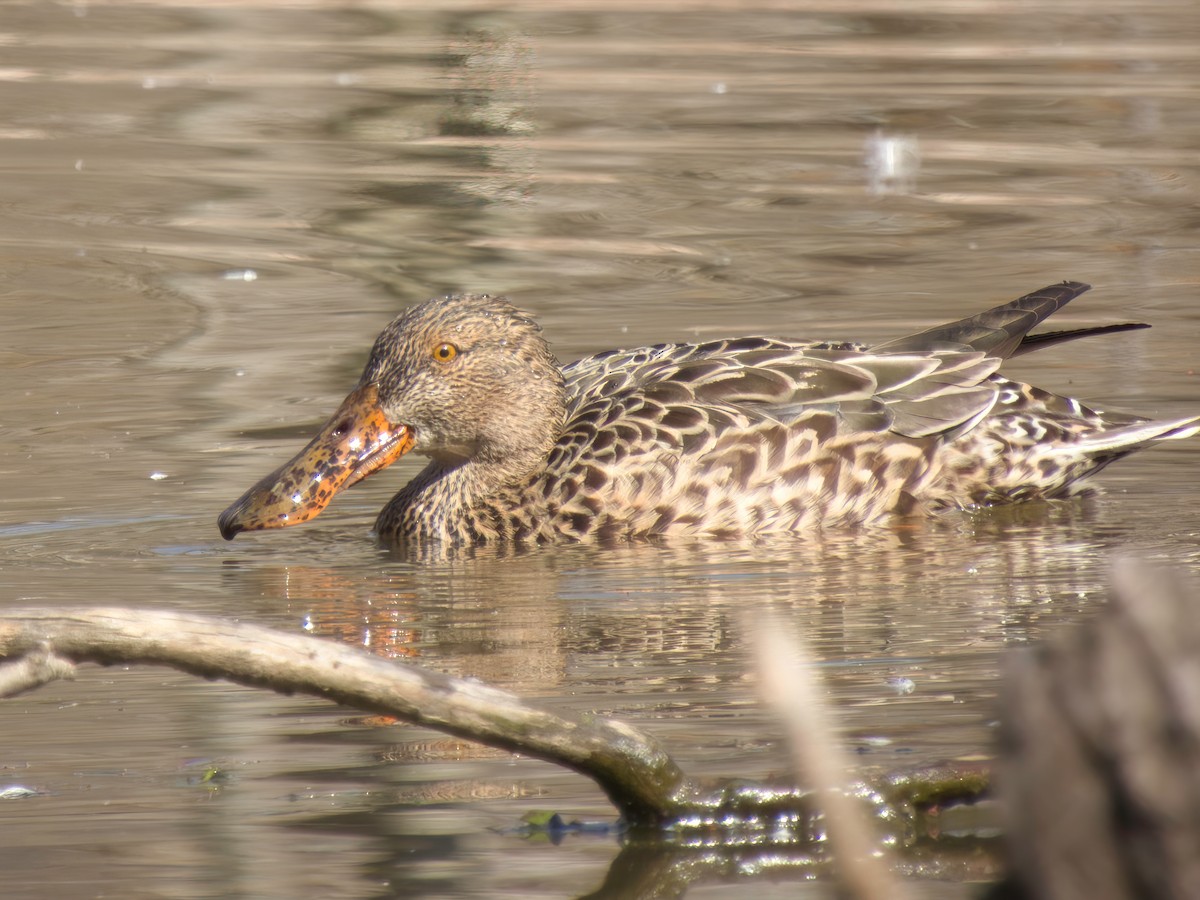 Northern Shoveler - Matthew Krawczyk