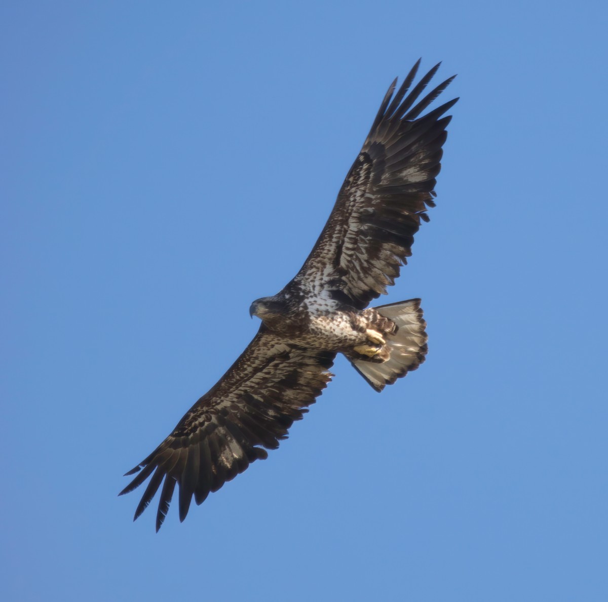 Bald Eagle - ML615113730