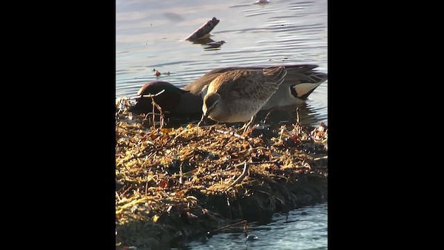 Long-billed Dowitcher - ML615113739