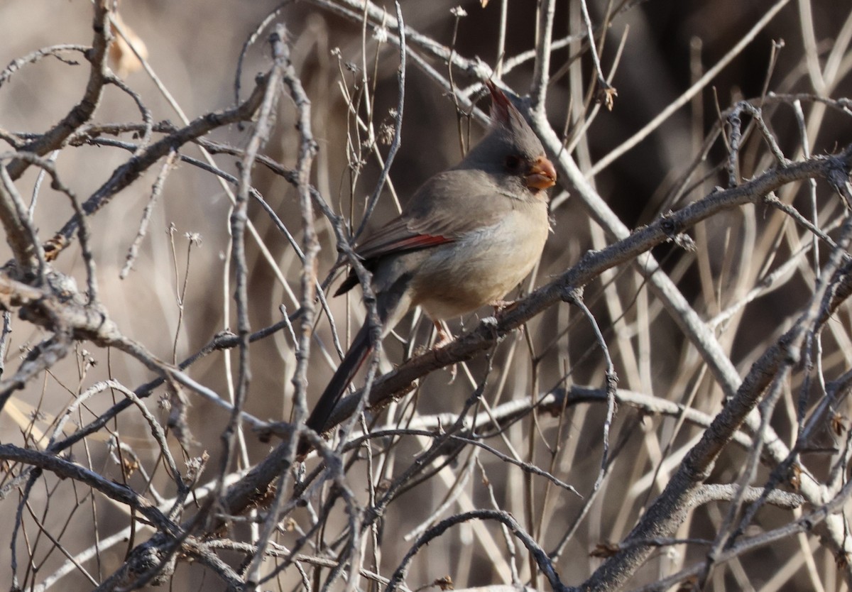 Cardinal pyrrhuloxia - ML615113815