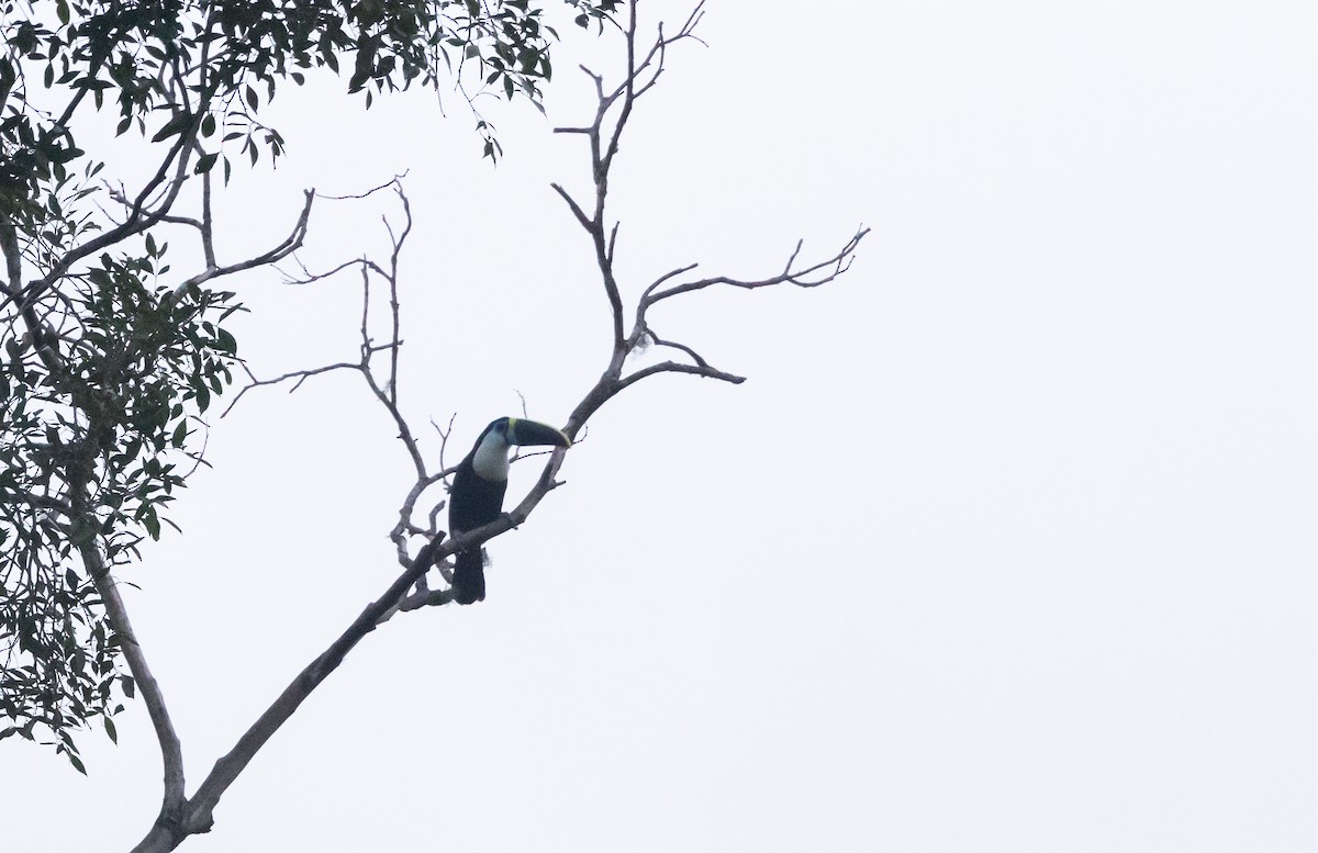 White-throated Toucan (Cuvier's) - ML615113832