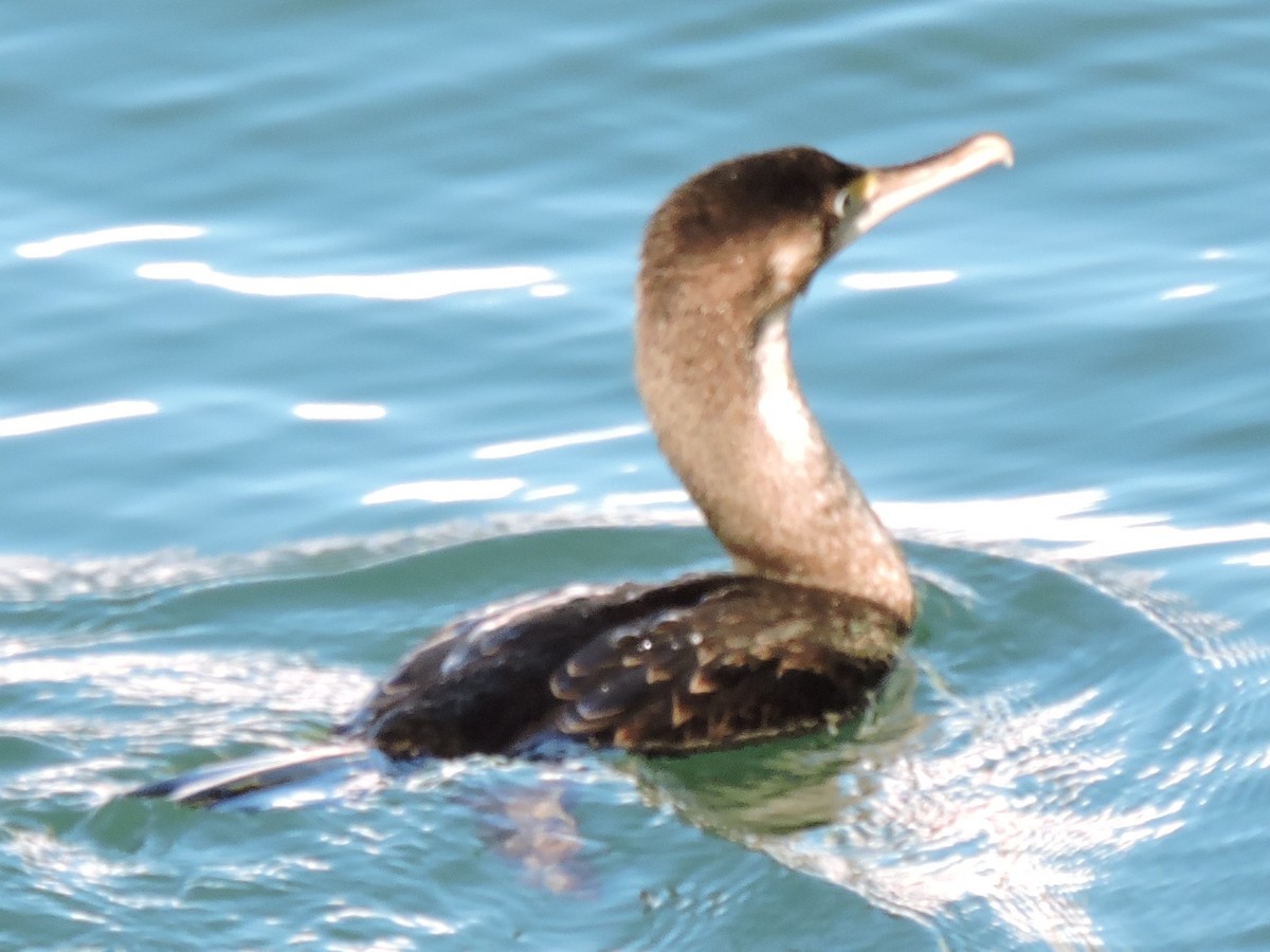 Pied Cormorant - ML615113918