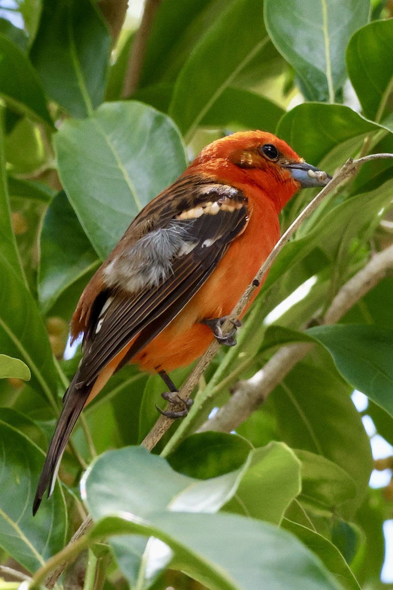 Flame-colored Tanager - ML615113943