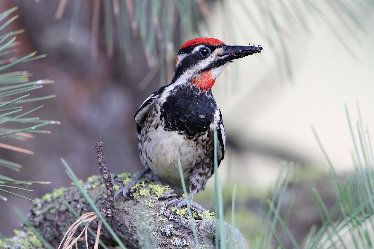 Red-naped Sapsucker - Marlene Cashen