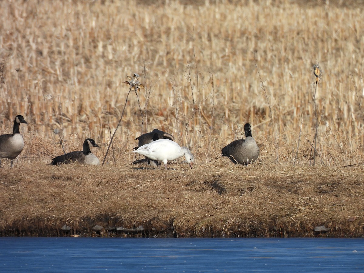 Snow Goose - ML615114202