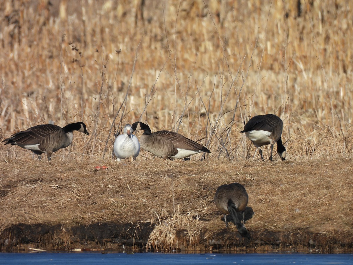 Snow Goose - ML615114203