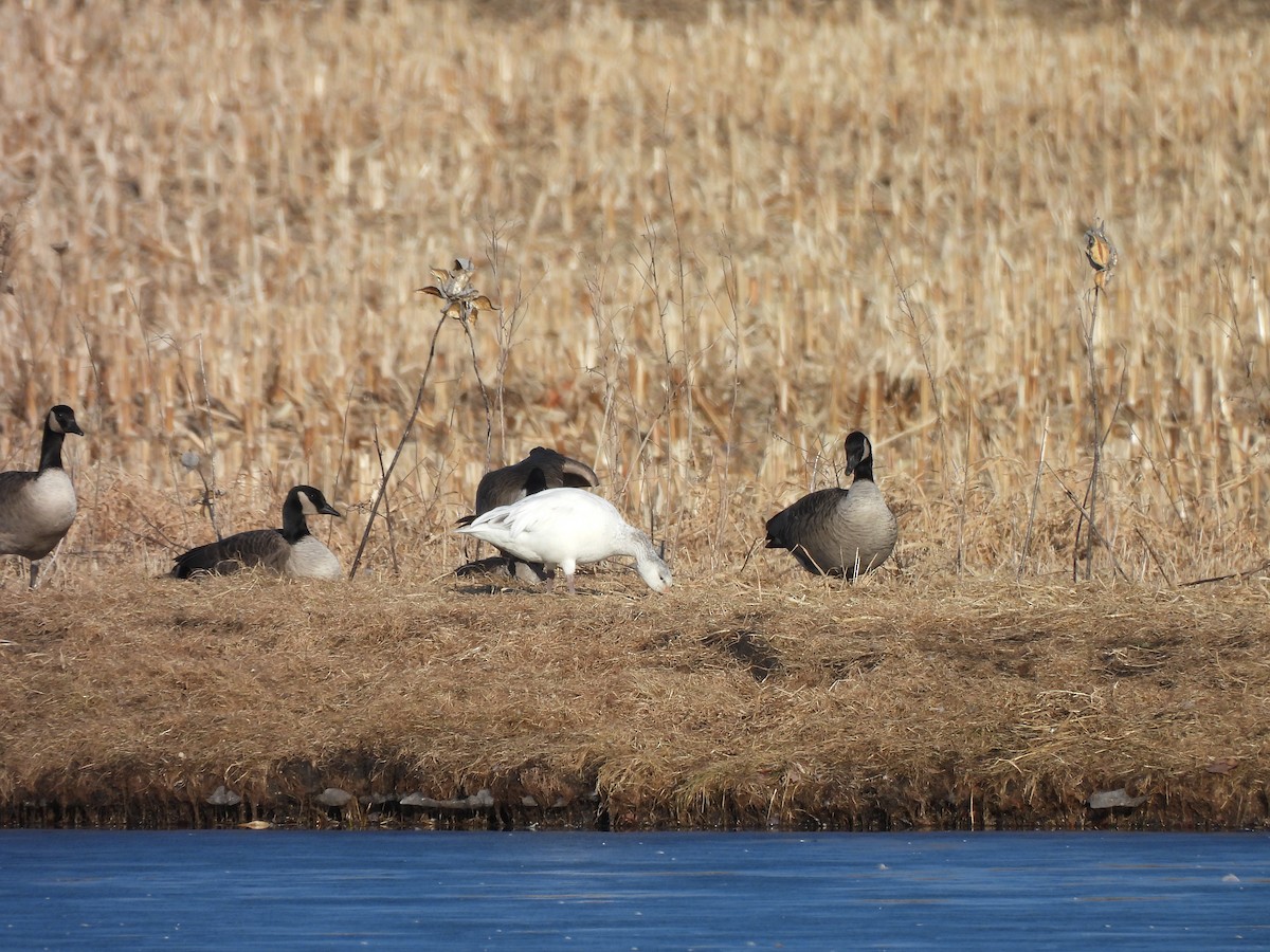 Snow Goose - ML615114204