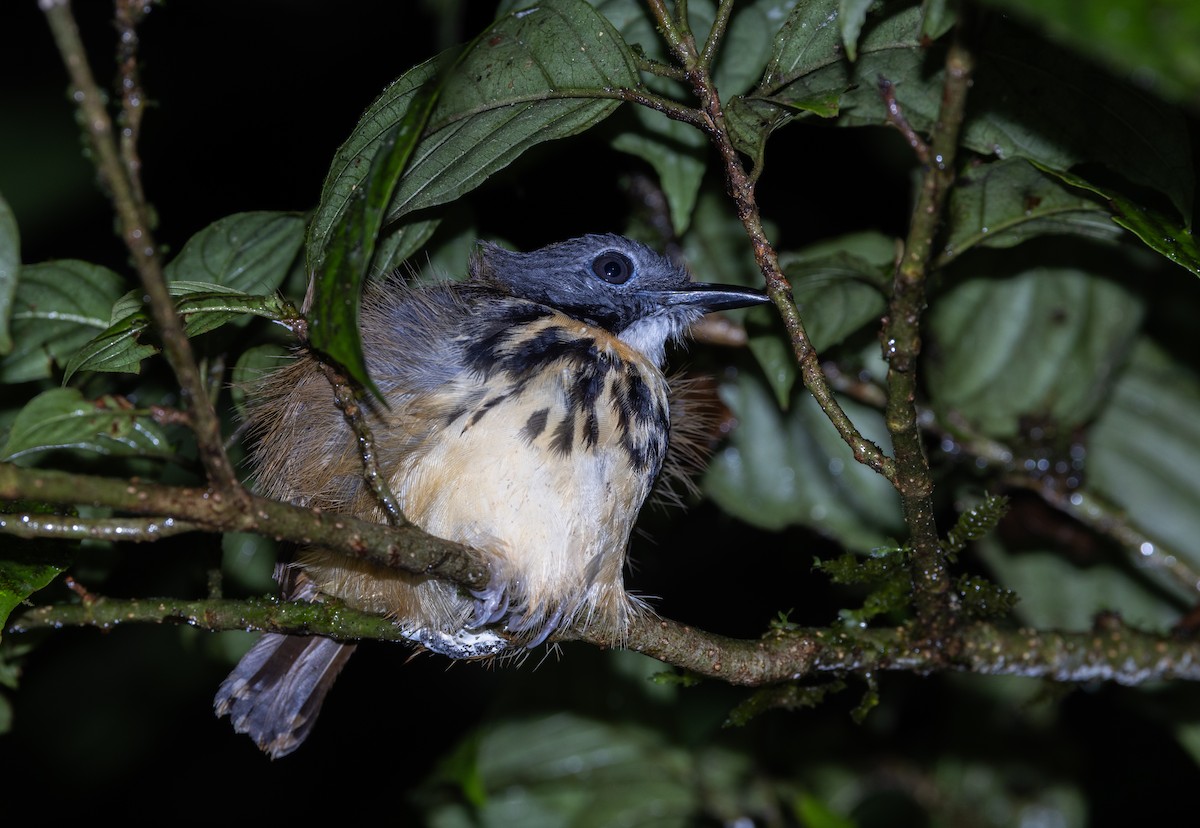 Spot-backed Antbird - ML615114292