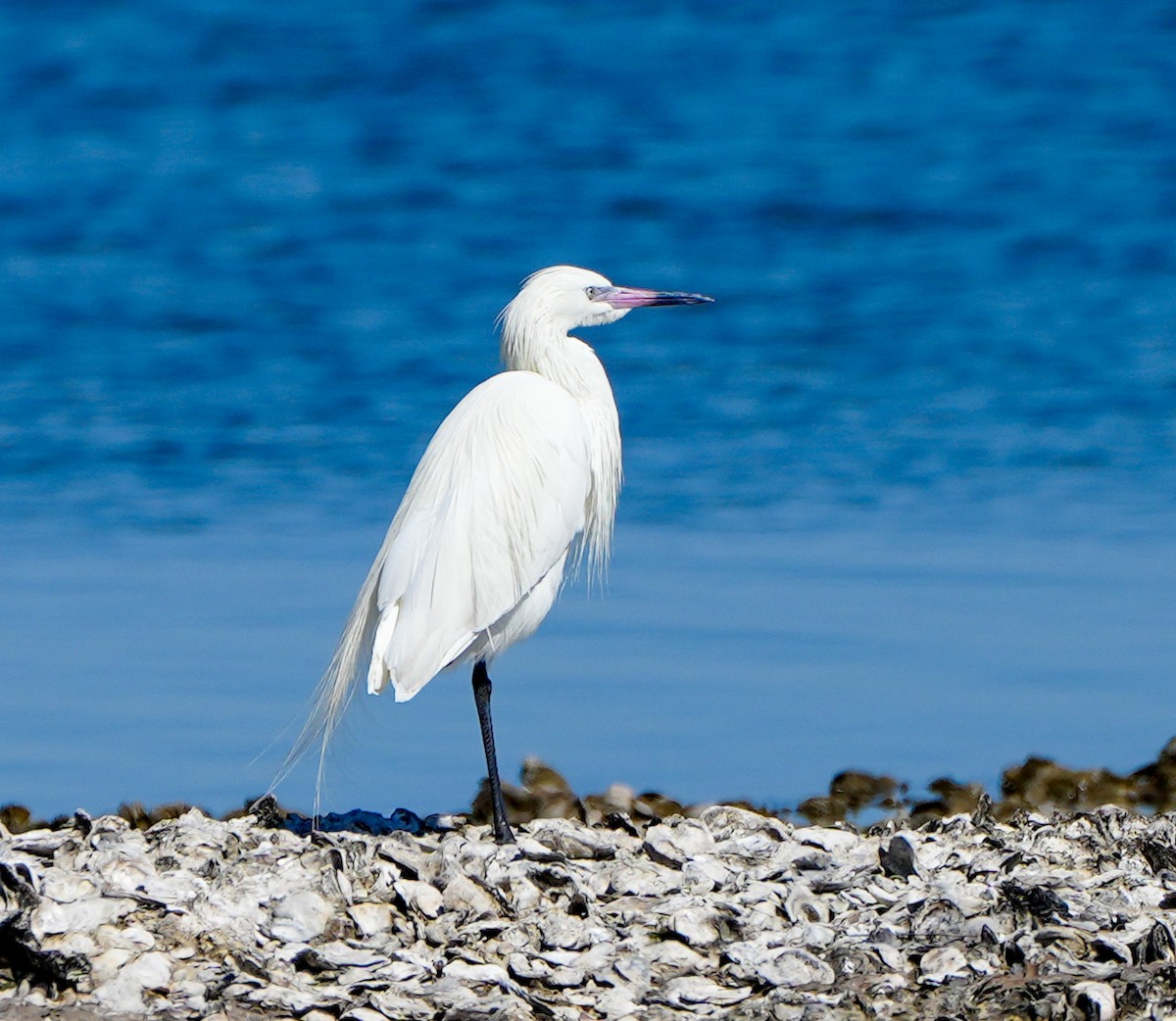 Reddish Egret - ML615114321