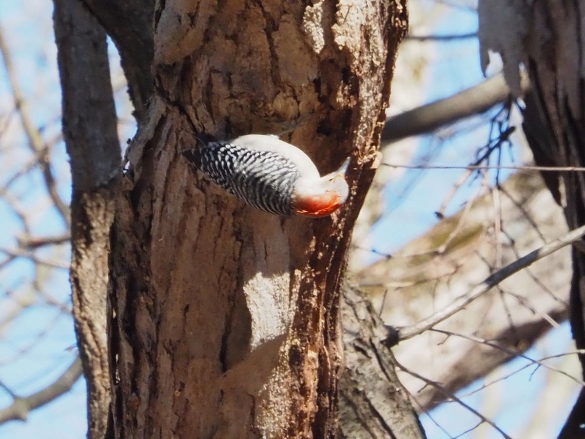 Red-bellied Woodpecker - ML615114358
