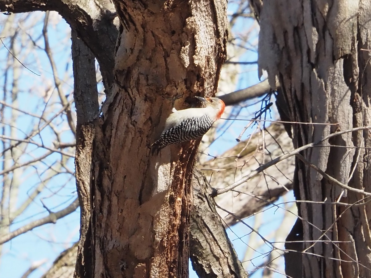 Red-bellied Woodpecker - ML615114359