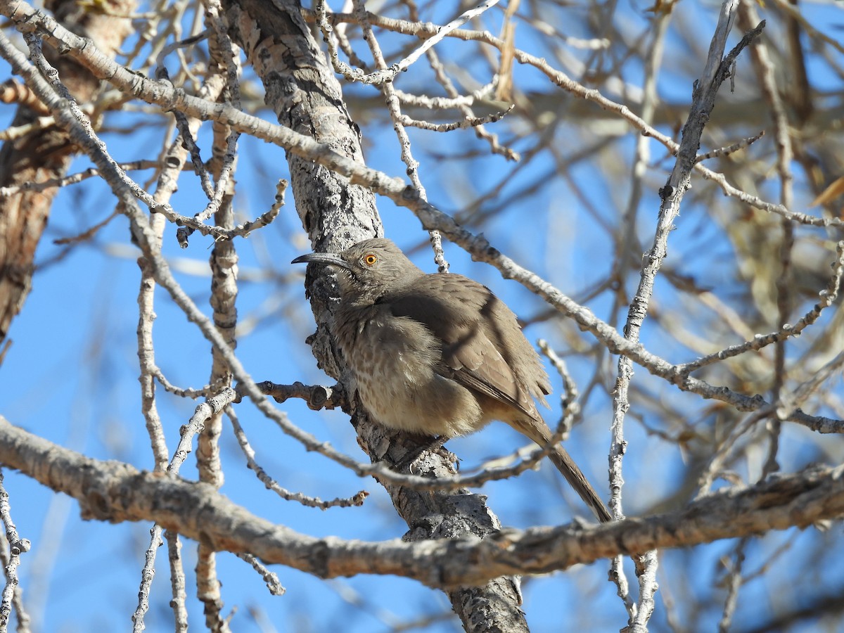 Curve-billed Thrasher - ML615114398