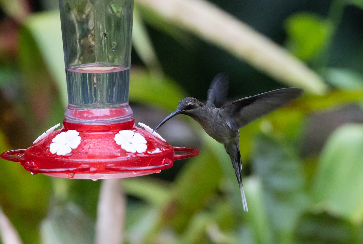 Great-billed Hermit - ML615114399