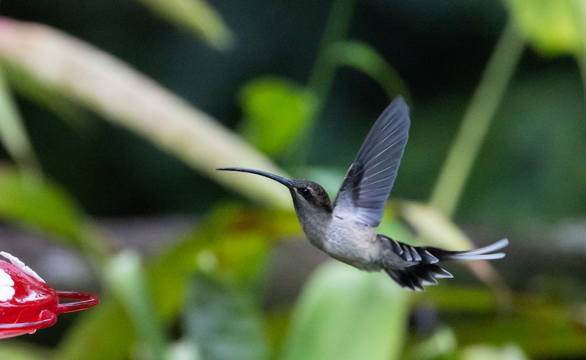 Great-billed Hermit - ML615114400