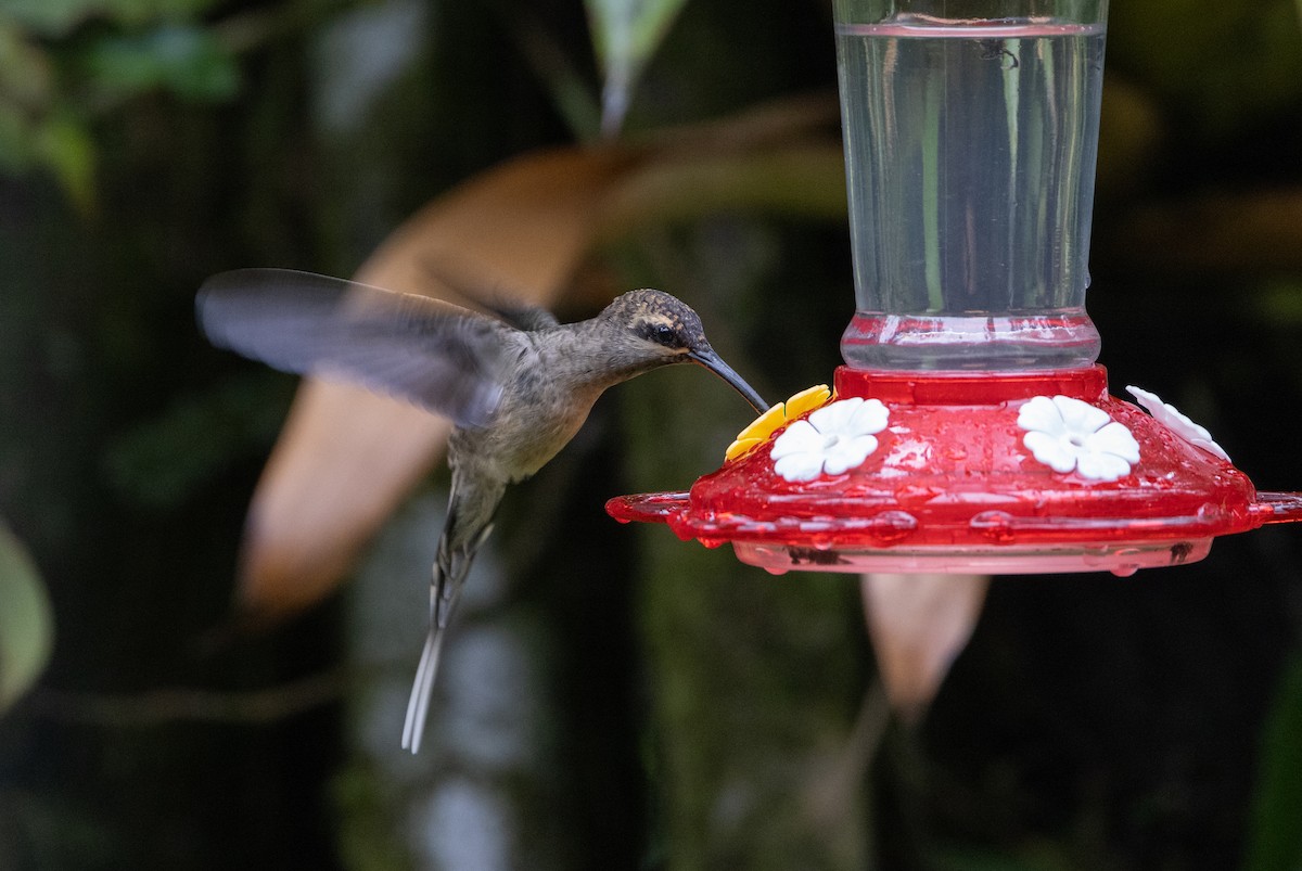 Great-billed Hermit - Jay McGowan