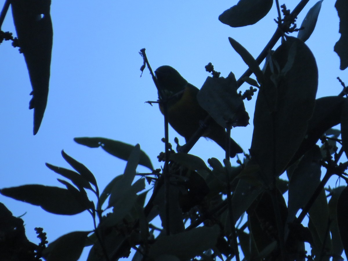 Blue-crowned Chlorophonia - Róger Rodríguez Bravo