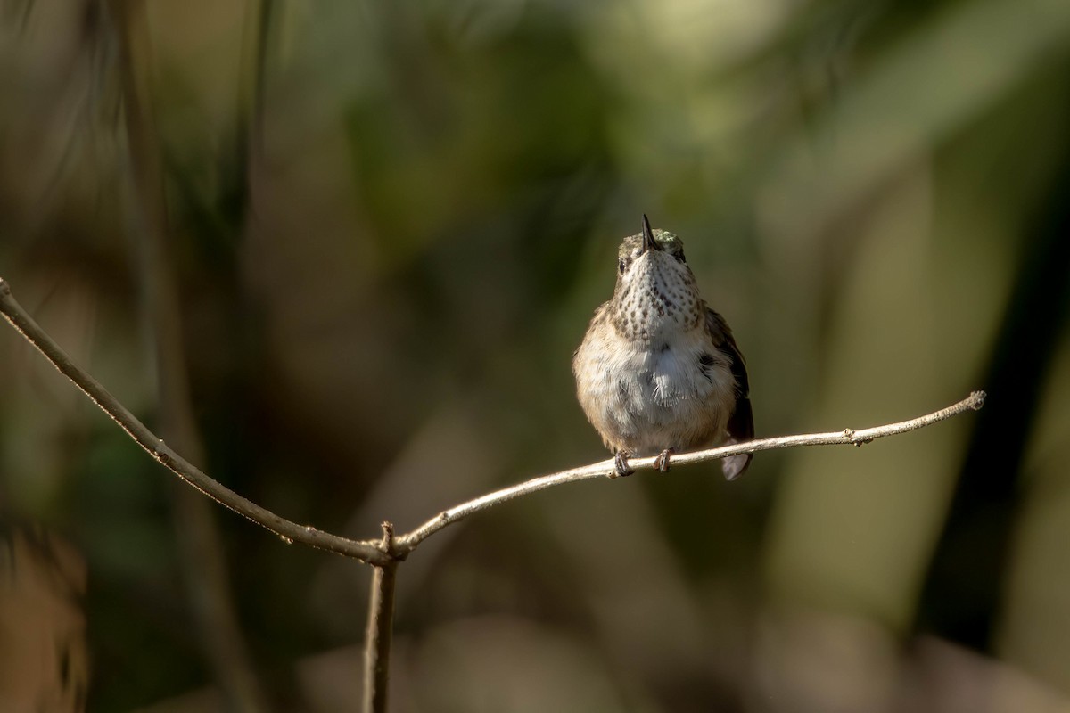 Calliope Hummingbird - ML615114482