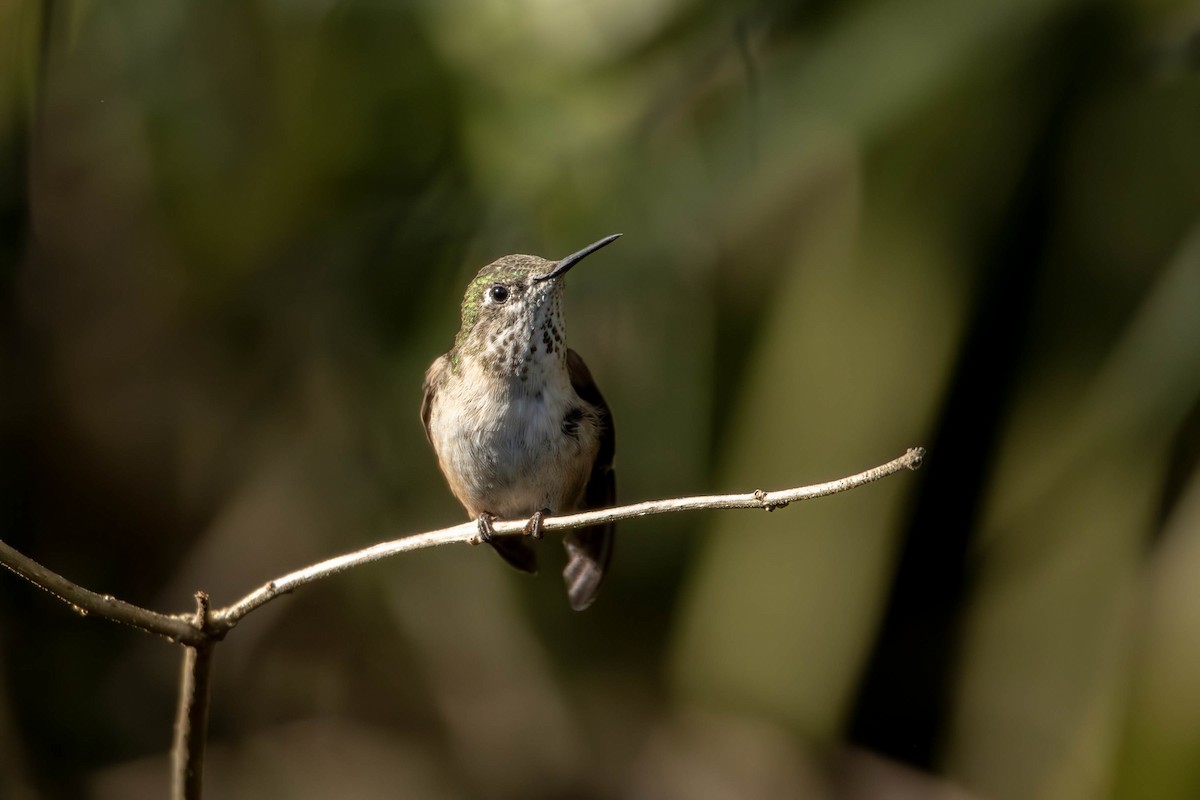Calliope Hummingbird - Andres Leon-Reyes