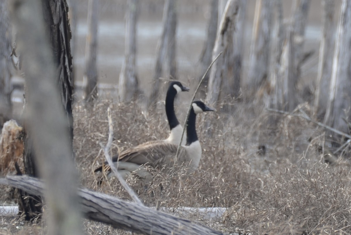 Canada Goose - Andrea Freeman